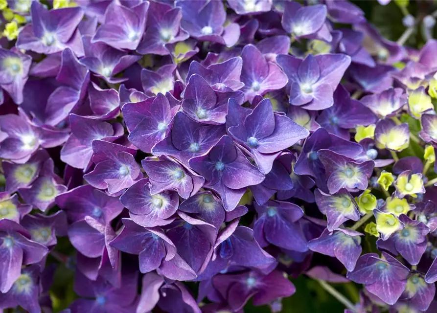 Hydrangea Macrophylla Music Collection Deep Purple Dance