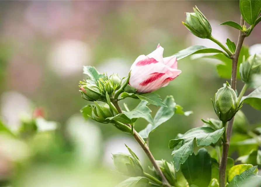 Hibiscus Syriacus Hamabo Garteneibisch Hamabo