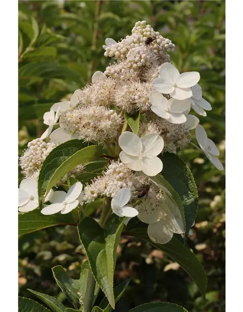 Hydrangea Paniculata Prim White Rispenhortensie Prim White