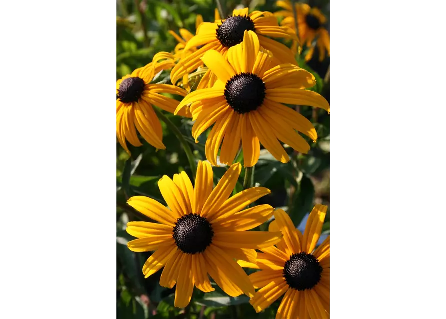 Rudbeckia Fulgida V Sull Goldsturm Leuchtender Garten Sonnenhut