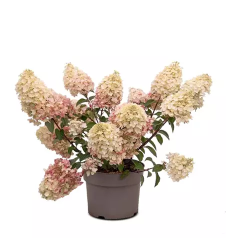 Hydrangea paniculata 'Living Pinky Promise'®