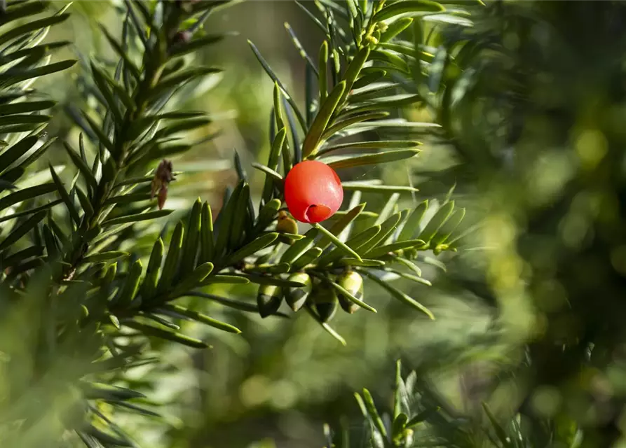 Taxus X Media Hicksii Fruchtende Bechereibe Hicksii