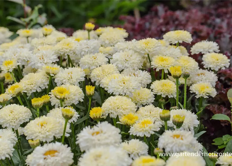 Großblumige Garten Margerite Luna Leucanthemum x superbum Luna