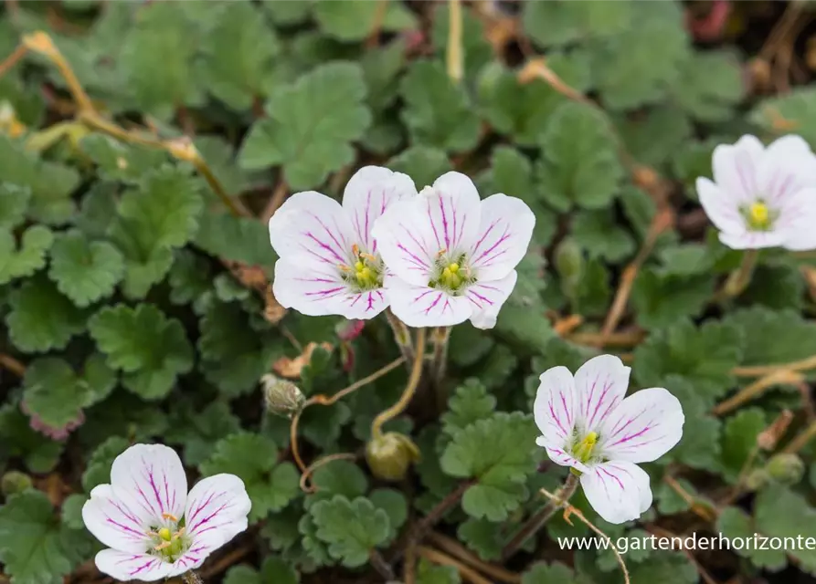 Reiherschnabel Erodium X Variabile Album