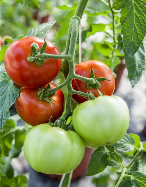 Tomate Harzfeuer F1