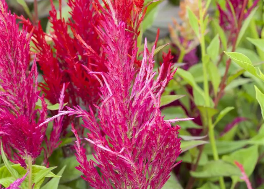 Celosia Argentea Var Plumosa Federbusch Celosie