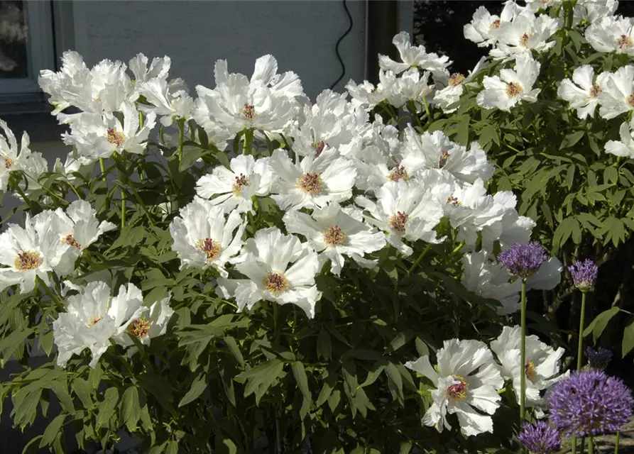 Paeonia x suffruticosa weiß Strauch Pfingstrose