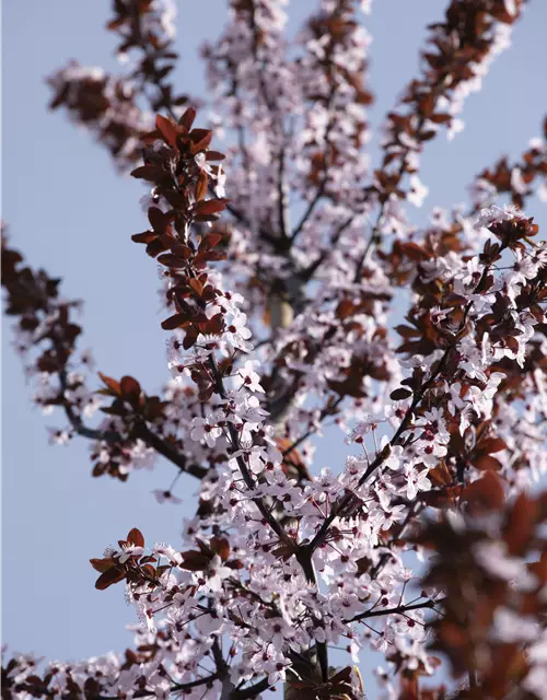 Blutpflaume Nigra Prunus Cerasifera Nigra CAC