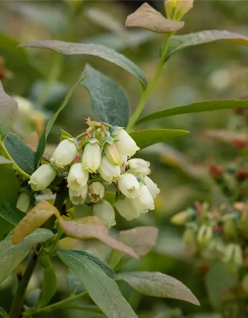 Vaccinium Corymbosum Bonus Heidelbeere Bonus