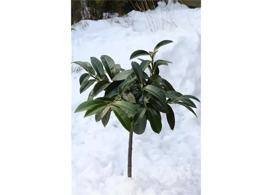 Bodendeckende Lorbeerkirsche Mount Vernon Prunus Laurocerasus Mount