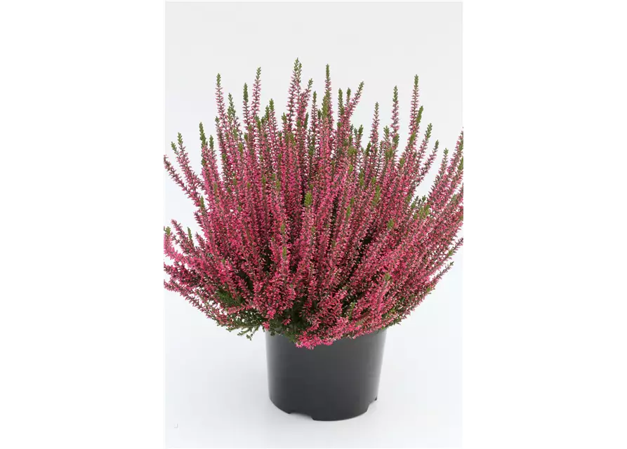 Winterharte Knospenheide Gardengirls® 'Athene', Calluna Vulgaris ...