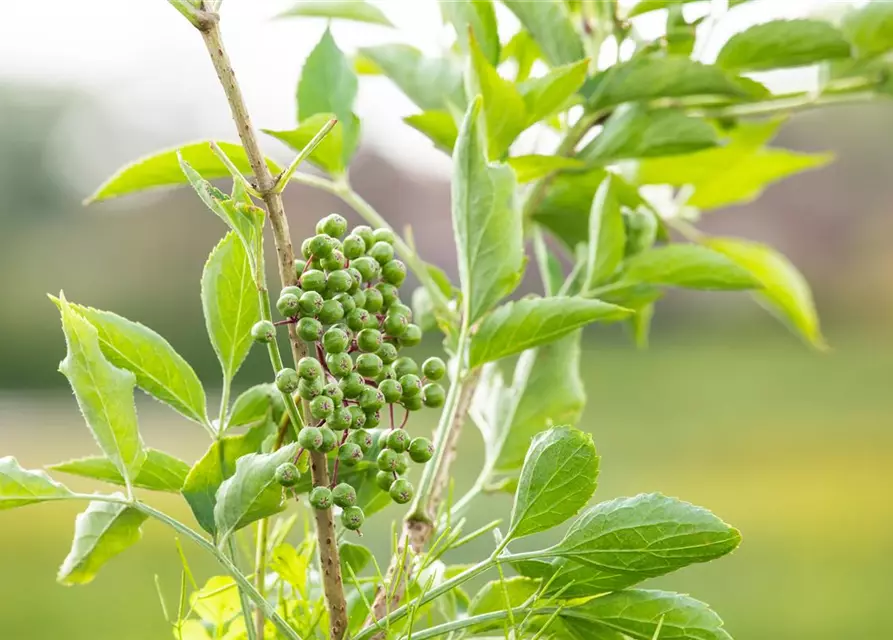 Sambucus Nigra 'Haschberg', Schwarzer Holunder 'Haschberg'