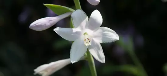 Duftende Garten-Lilien-Funkie 'Guacamole'