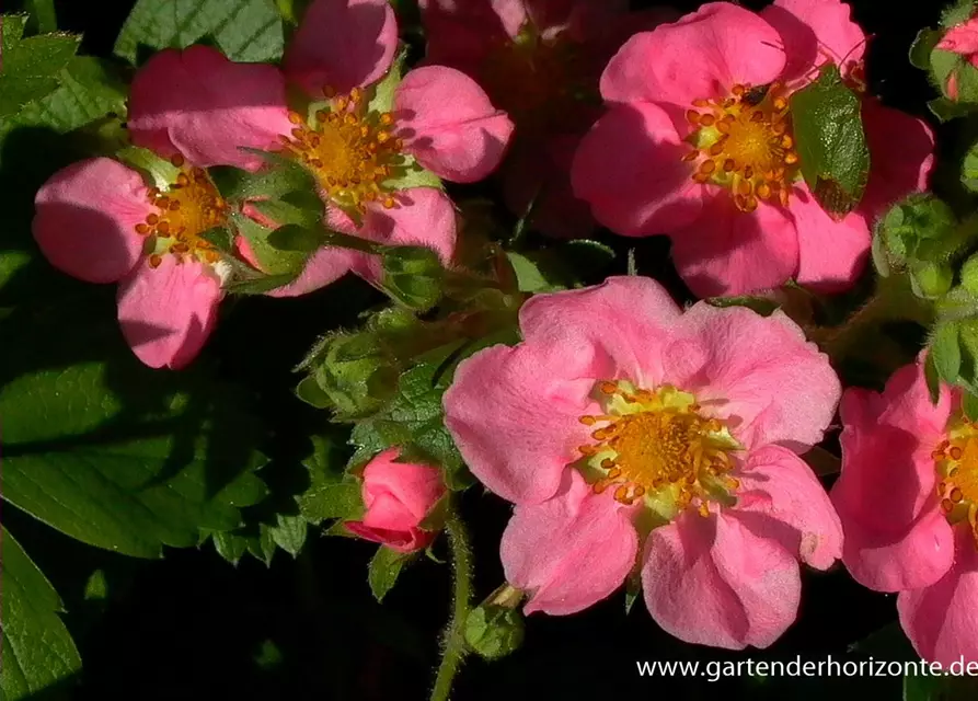 Garten-Zier-Erdbeere 'Pink Panda'®