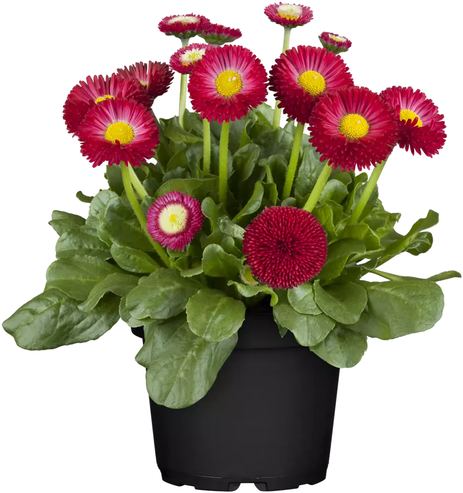 Gänseblümchen gefüllt, T10,5 cm, Bellis