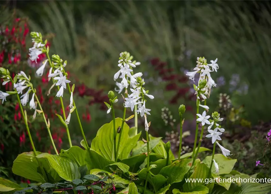 Duftende Garten-Lilien-Funkie 'Royal Standard'