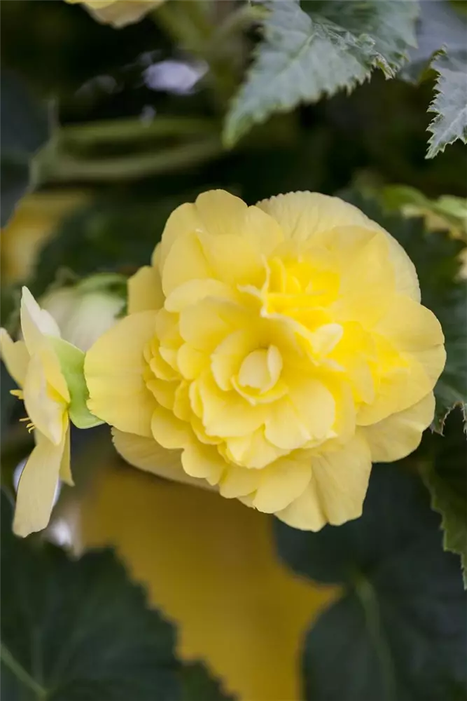 Begonia 'Non-Stop'® - Kiefl