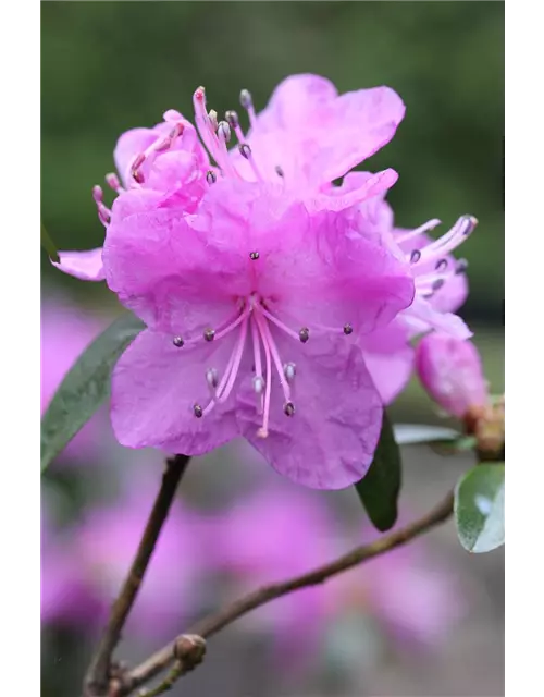 Karolina-Rhododendron 'P.J. Mezitt'