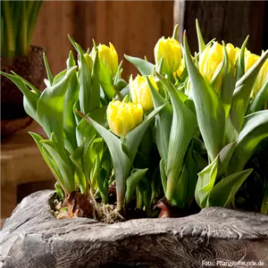 PFLANZE DES MONATS: TULPE