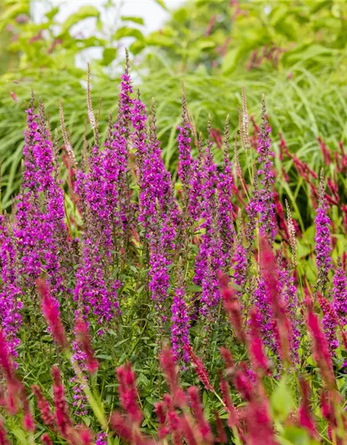 Garten-Blut-Weiderich