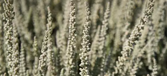 Calluna vulgaris Gardengirls® 'Fluffy'