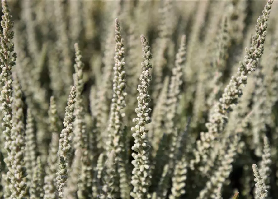 Calluna vulgaris Gardengirls® 'Fluffy'