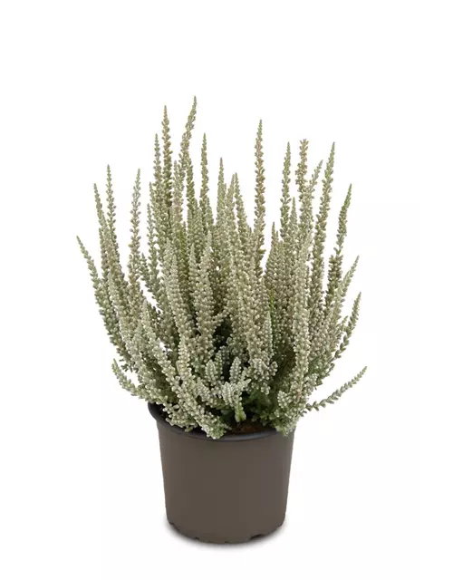 Calluna vulgaris Gardengirls® 'Fluffy'