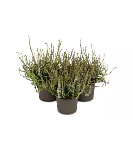 Calluna vulgaris Gardengirls® 'Herbstlavendel'