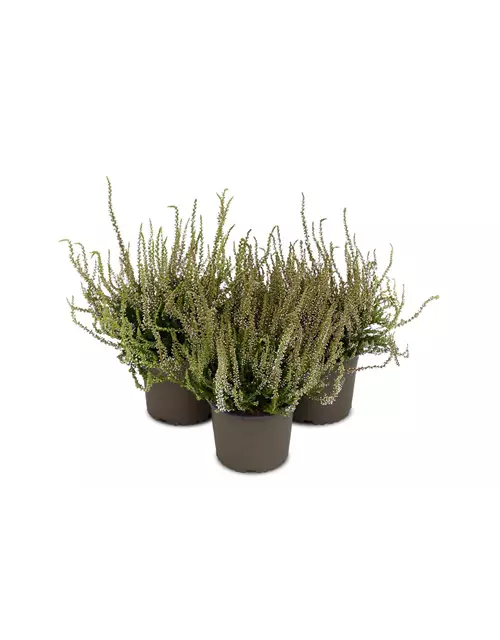 Calluna vulgaris Gardengirls® 'Herbstlavendel'