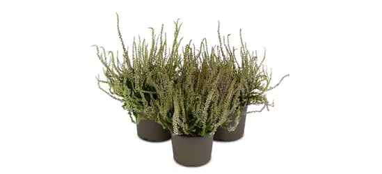 Calluna vulgaris Gardengirls® 'Herbstlavendel'