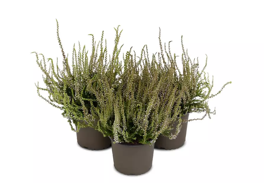 Calluna vulgaris Gardengirls® 'Herbstlavendel'