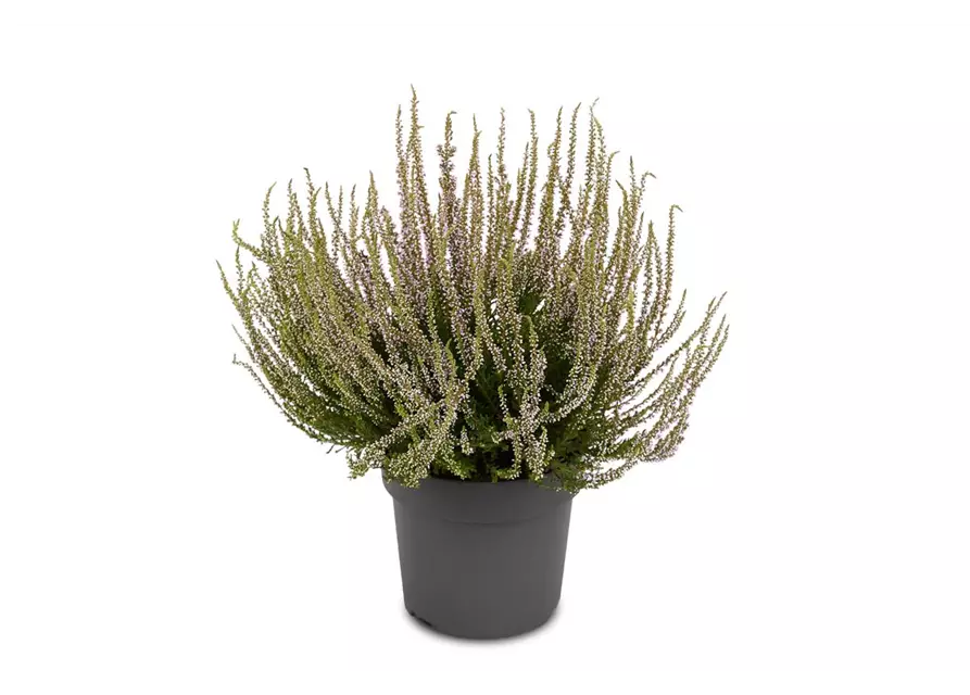 Calluna vulgaris Gardengirls® 'Herbstlavendel'