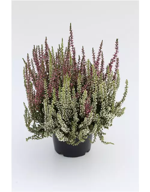 Calluna vulgaris Gardengirls® 'Twingirls'®