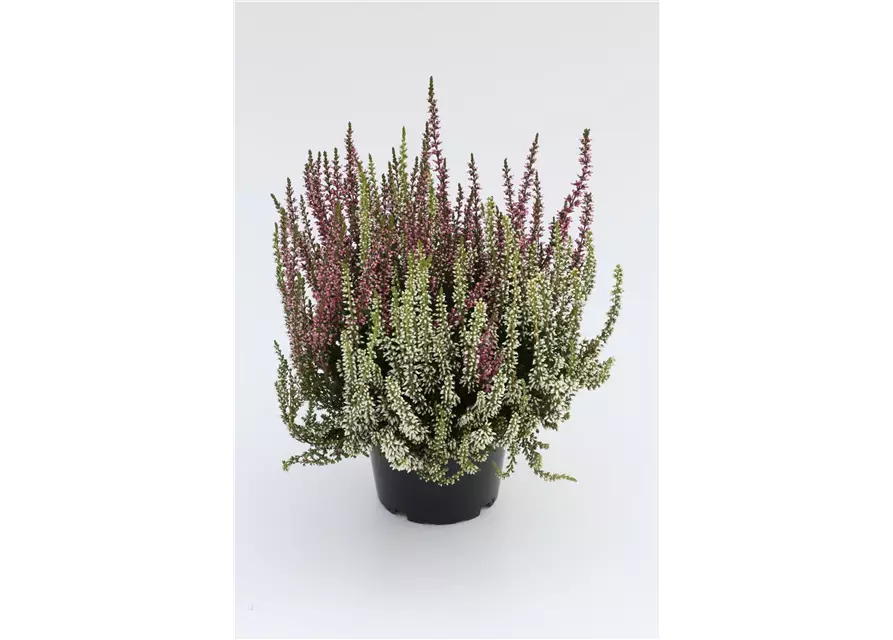 Calluna vulgaris Gardengirls® 'Twingirls'®