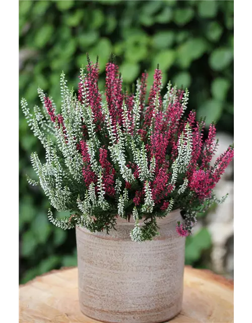 Calluna vulgaris Gardengirls® 'Twingirls'®