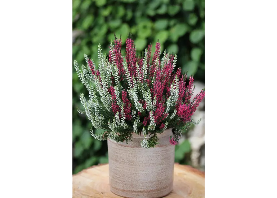 Calluna vulgaris Gardengirls® 'Twingirls'®