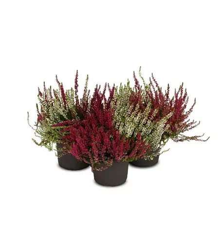 Calluna vulgaris Gardengirls® 'Twingirls'®