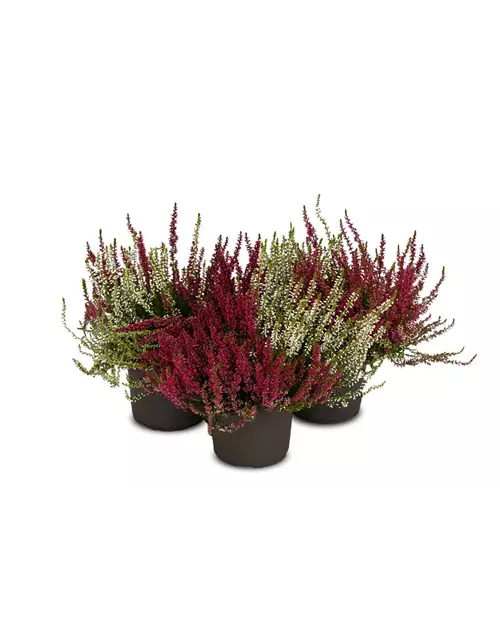 Calluna vulgaris Gardengirls® 'Twingirls'®