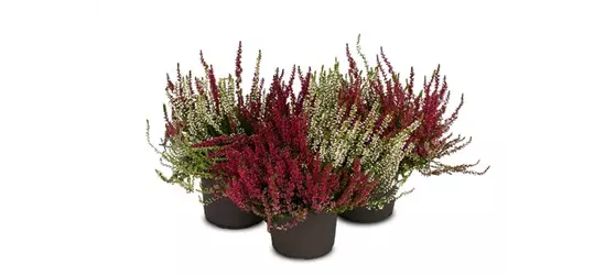 Calluna vulgaris Gardengirls® 'Twingirls'®