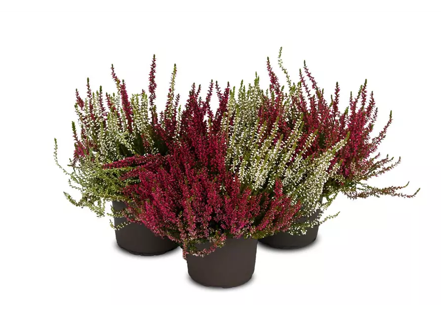 Calluna vulgaris Gardengirls® 'Twingirls'®