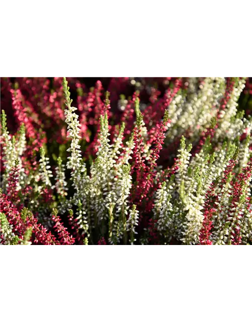 Calluna vulgaris Gardengirls® 'Twingirls'®