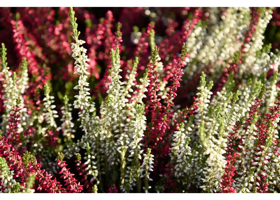 Calluna vulgaris Gardengirls® 'Twingirls'®