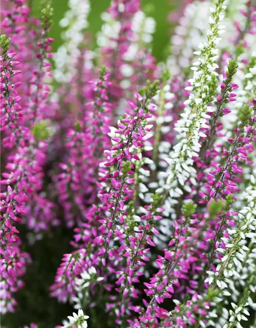 Calluna vulgaris Gardengirls® 'Twingirls'®