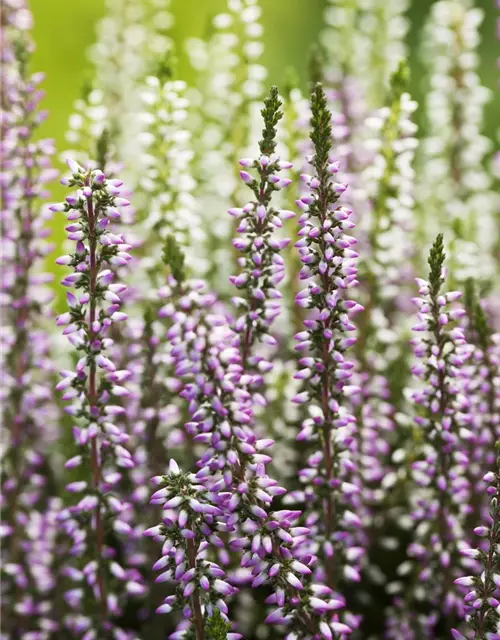 Calluna vulgaris Gardengirls® 'Twingirls'®