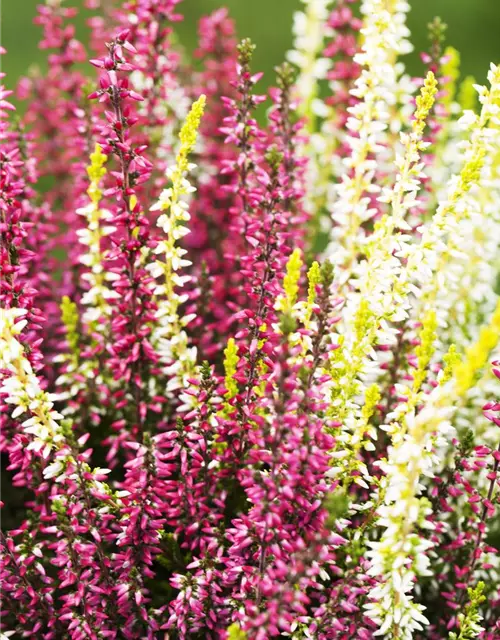 Calluna vulgaris Gardengirls® 'Twingirls'®