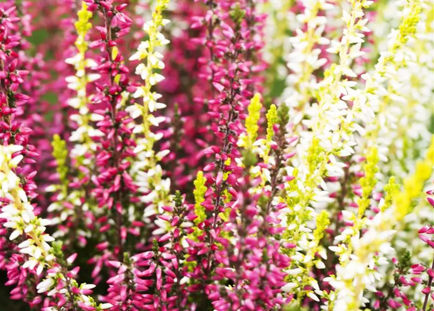 Calluna vulgaris Gardengirls® 'Twingirls'®