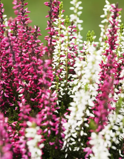 Calluna vulgaris Gardengirls® 'Twingirls'®