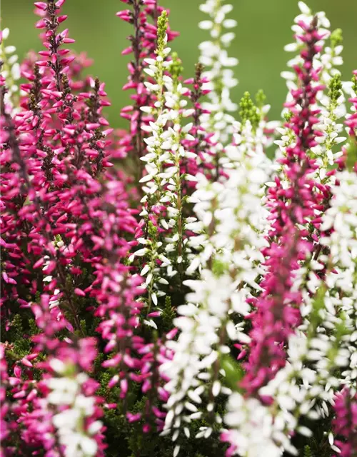 Calluna vulgaris Gardengirls® 'Twingirls'®