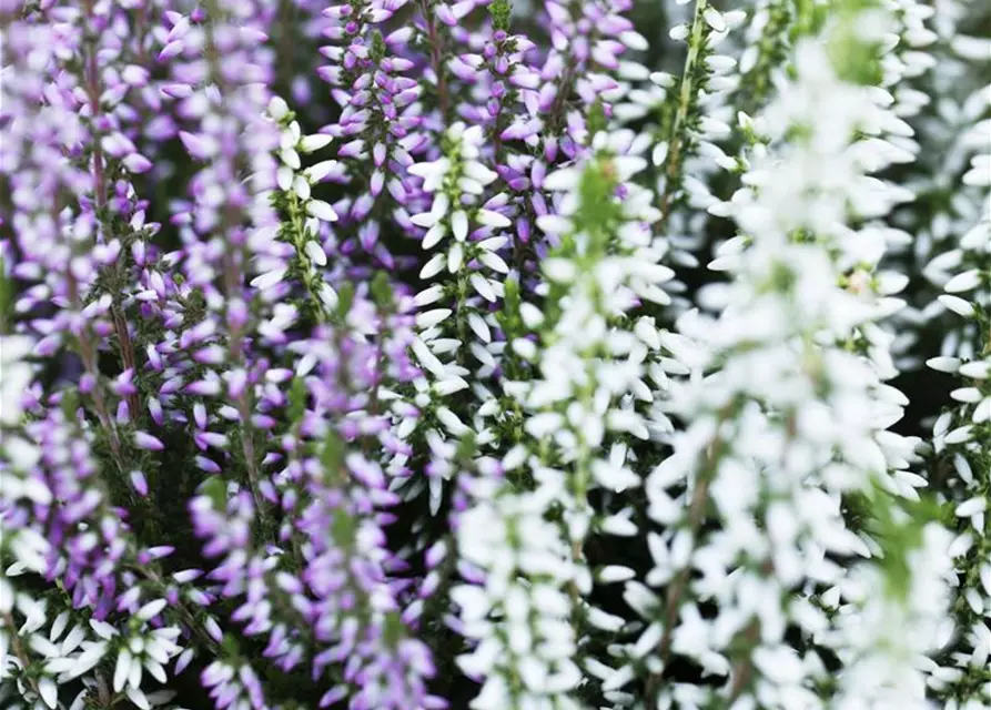 Calluna vulgaris Gardengirls® 'Twingirls'®