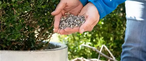 Wann ist die richtige Zeit für Dünger für Gartenpflanzen?